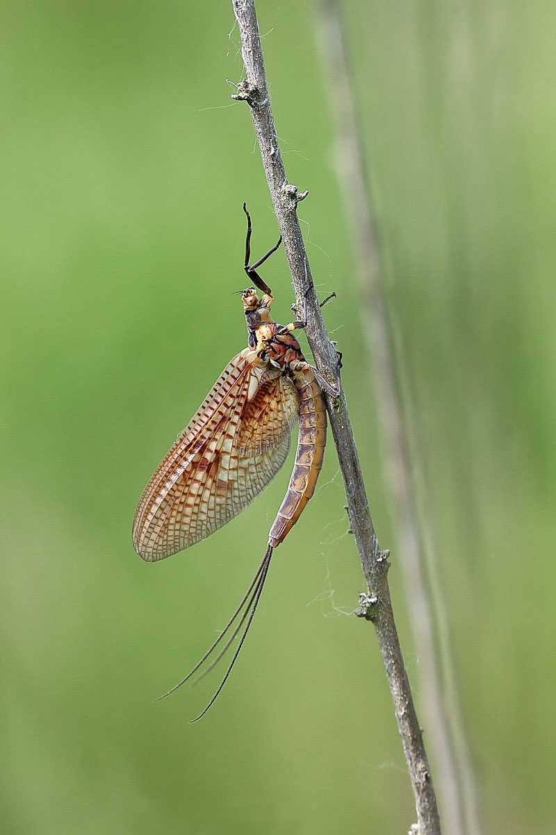 Ephemera vulgatum Gemeine Eintagsfliege weibchen.jpg