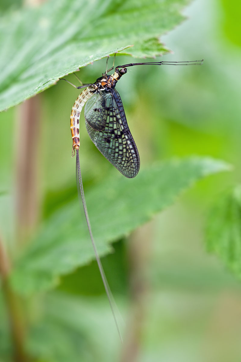 Ephemera danica Große Eintagsfliege Männchen.jpg