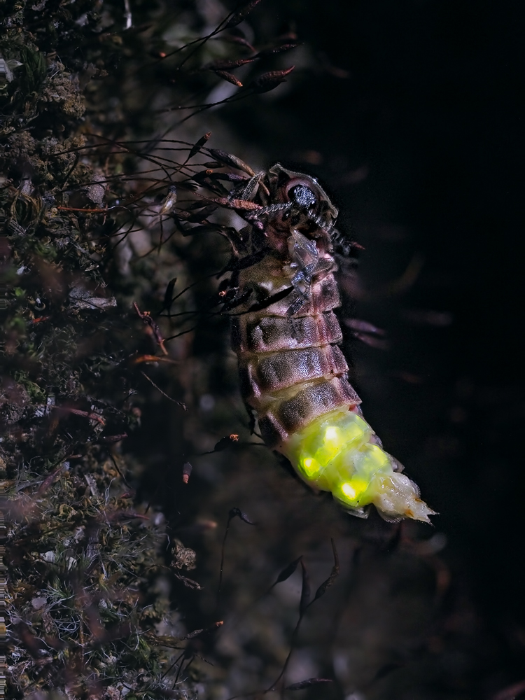Lampyris-noctiluca-zogg43052_15---Kopie.jpg