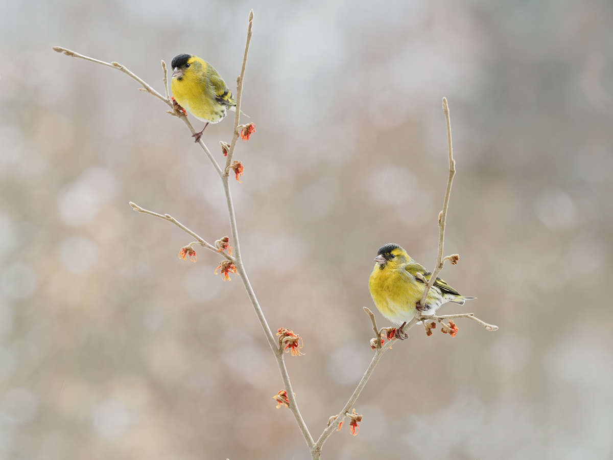 Carduelis-spinus-OGG95525---Kopie.jpg
