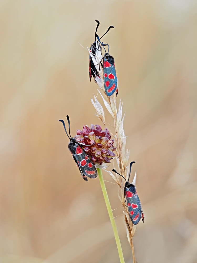 Zygaena-carniolica-zogg00332_13---Kopie.jpg