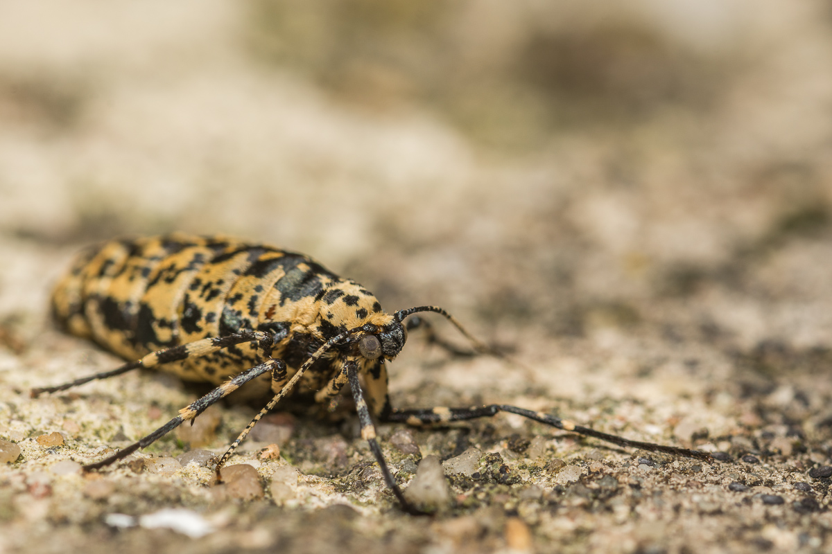 Grosser Frostspanner (Weibchen) (1 von 1).jpg