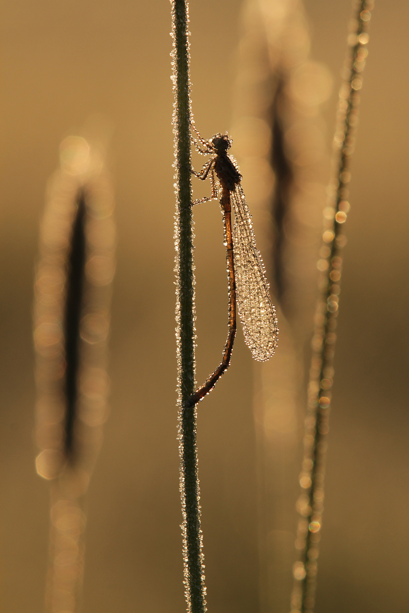 Coenagrion puella_m_Gegenlicht_Reif_Tau_IMG_1401_1200.jpg