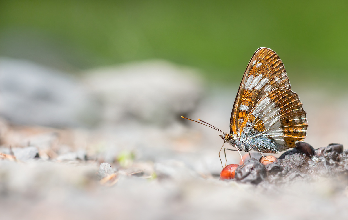 _MG_8977-Bearbeitet 1Kopie.jpg