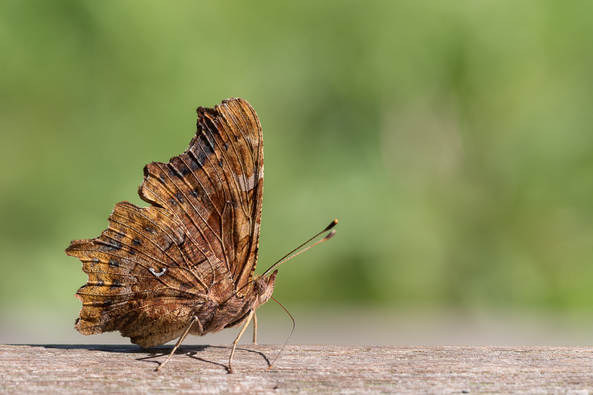 Makroforum Polygonia c-album 1.jpg