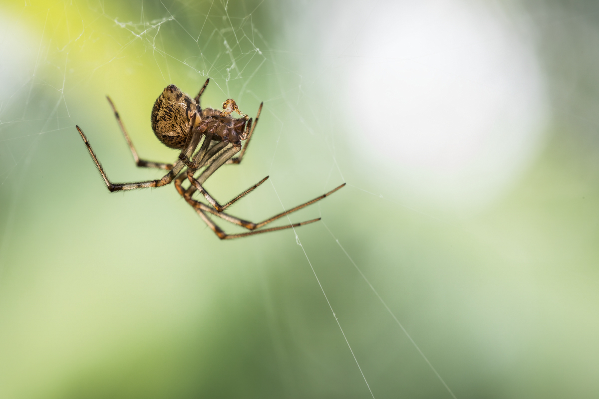 Parasteatoda tepidariorum Gewächshaus-Mondspinne; Theridiidae Spinne (1).jpg