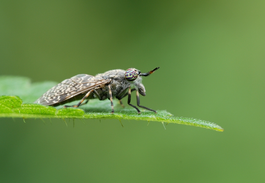 comp_DSC_3533.jpg