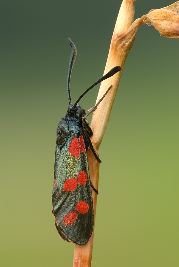 Widderchen8245b.jpg