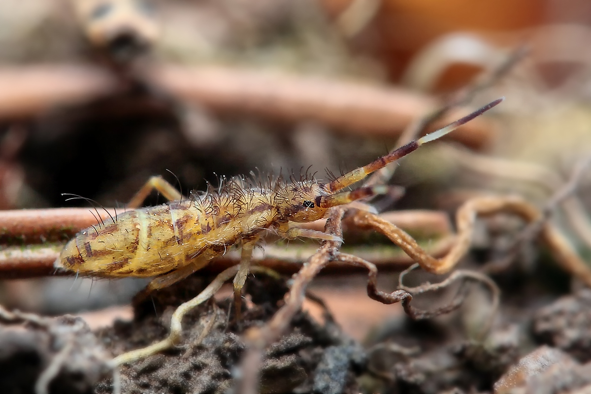 Orchesella flavescens cf Orchesellinae Colembola 02 .jpg