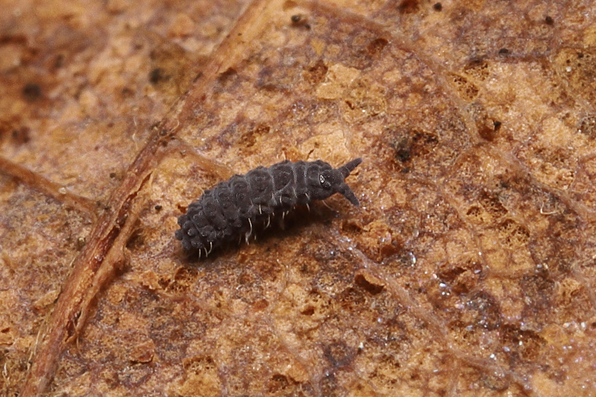 Neanura muscorum cf Collembolen Schönbrunn 1615 2.jpg