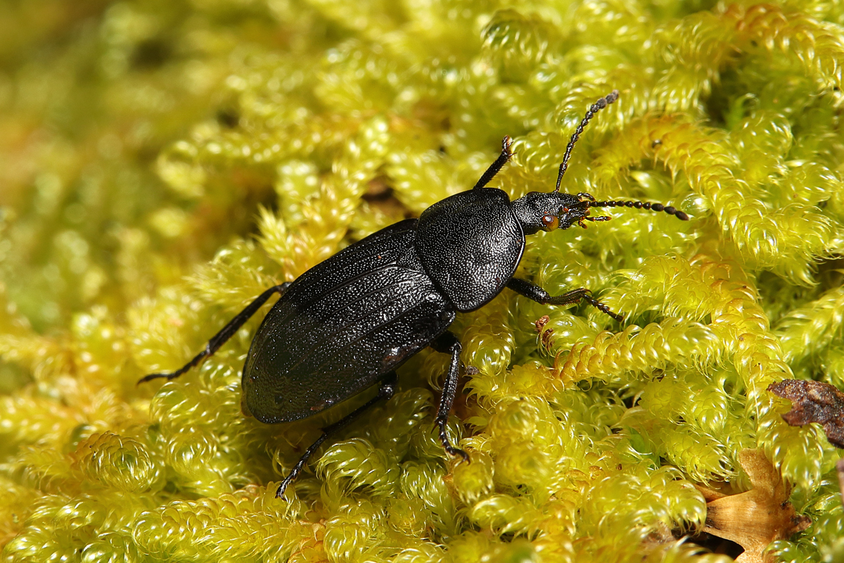 Schwarzer Aaskäfer Phosphuga atrata Silphidae Schönbrunn 1872 05.jpg