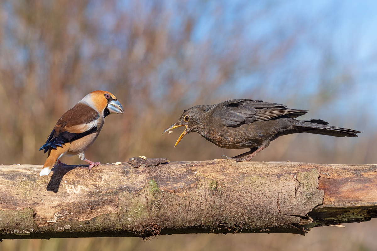 Kernbeisser-vs-Amsel.jpg