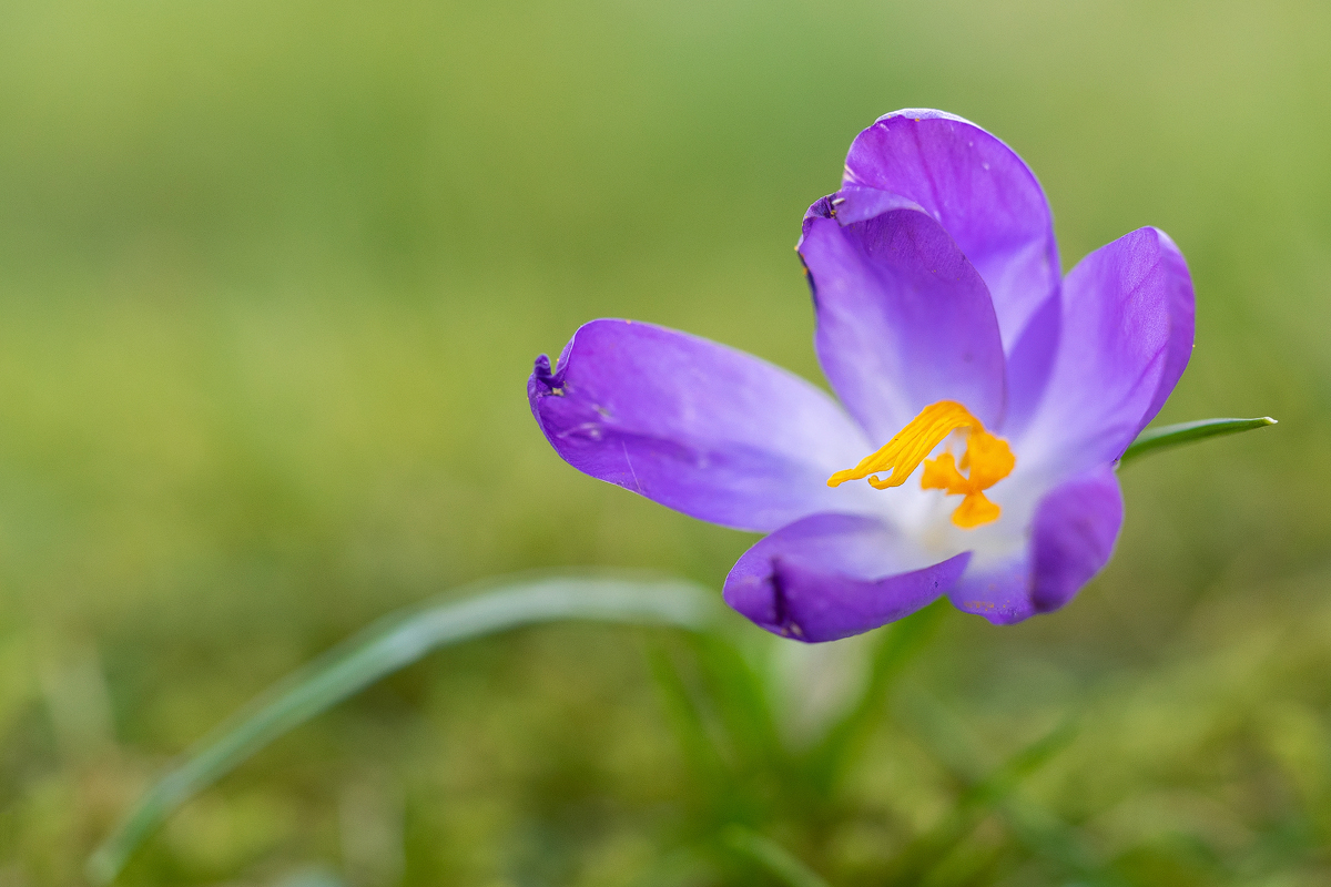 P2210114-1-Crocus-verkl.jpg