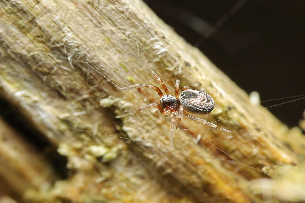 2 Dictyna-arundinacea o uncinata -Heckenkräuselspinne Schönbrunn 3946web.jpg