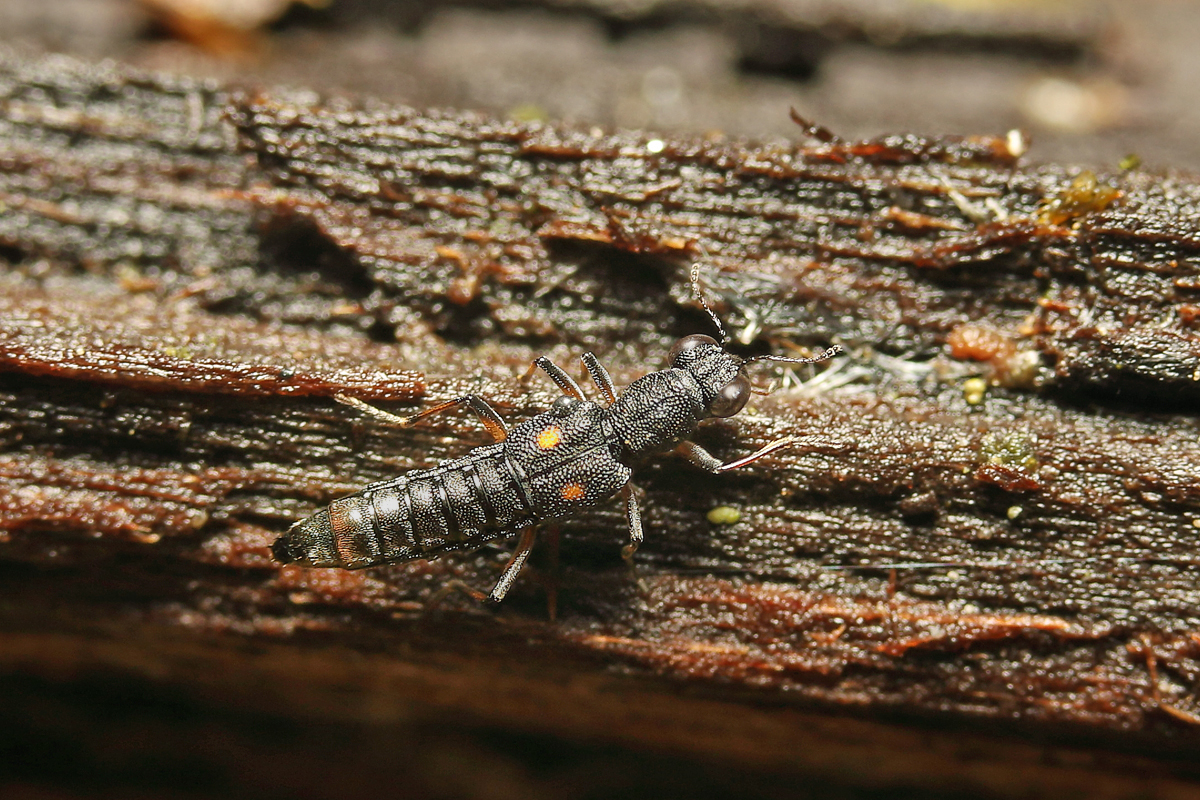 3 Kurzflügler Käfer  Stenus cf bimaculatus Schönbrunn .jpg