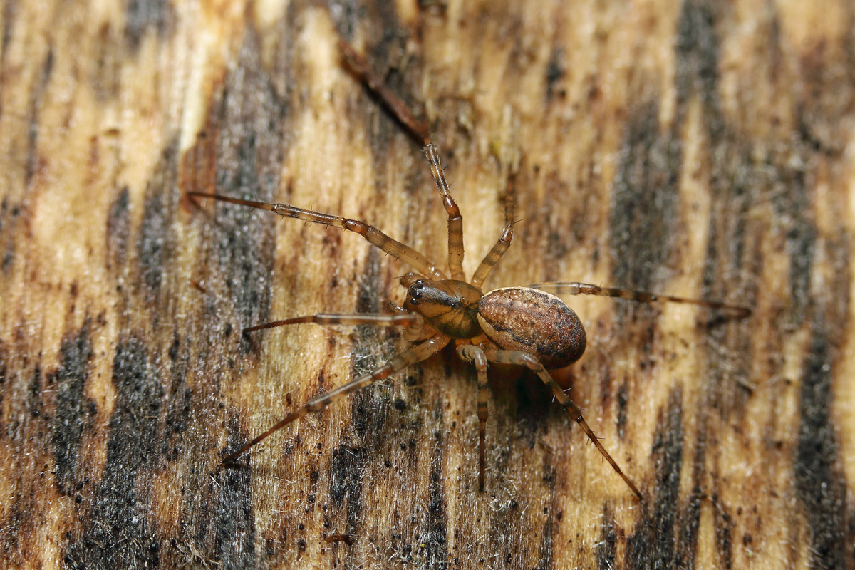 4 Neriene-montana-Frühlingsgroßweber Lyniphiidae Schönbrunn .jpg