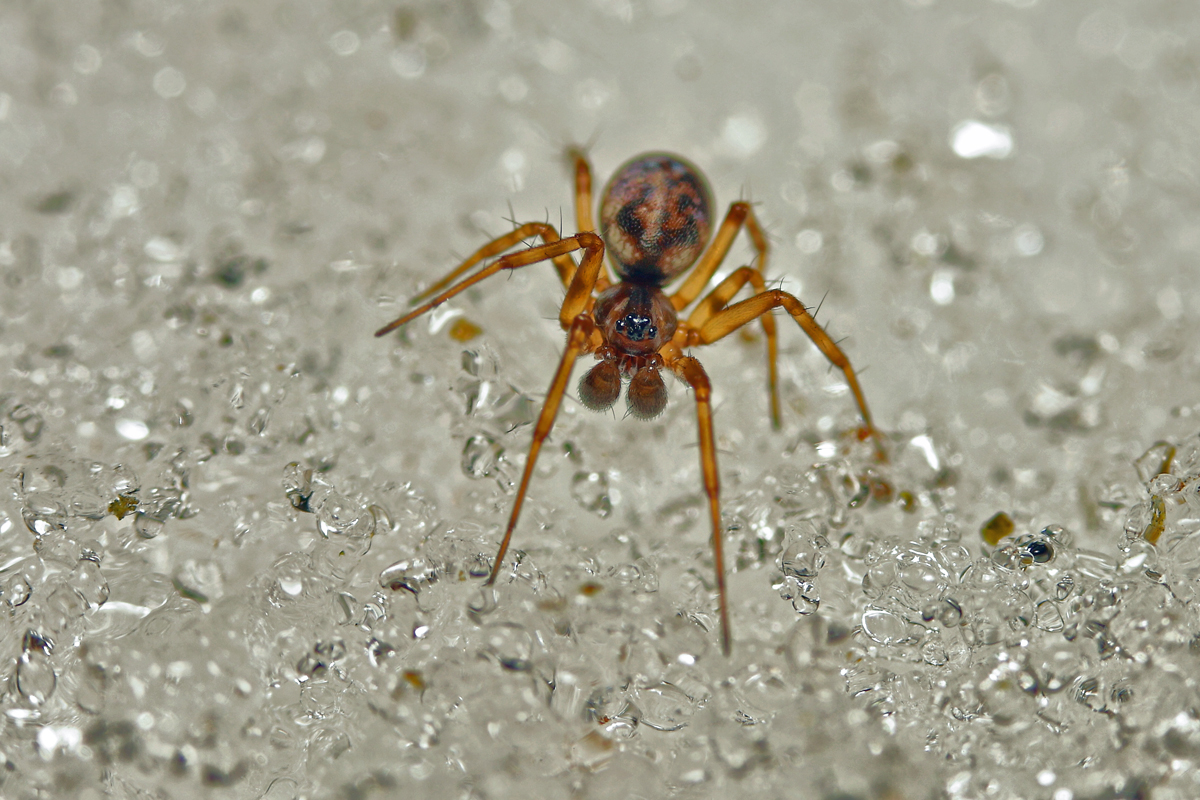 5 Neriene clatratha Linyphiidae Gittergroßweber Schönbrunn  3977.jpg