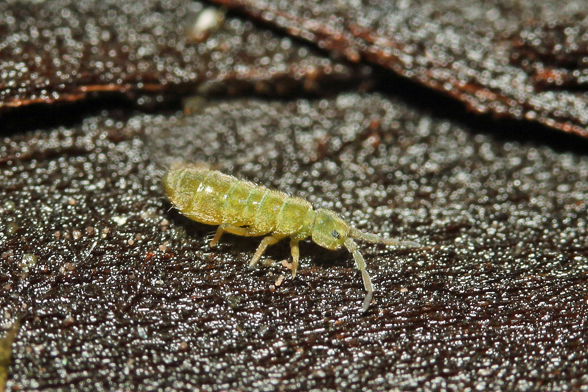 12 Isotoma viridis Collembole Springschwanz Urinsekt + Schönbrunn 3815 w.jpg