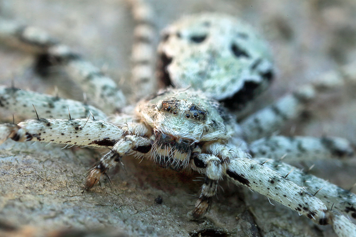 philodromus-margaritatus Großer Rindenstrecker 3.jpg