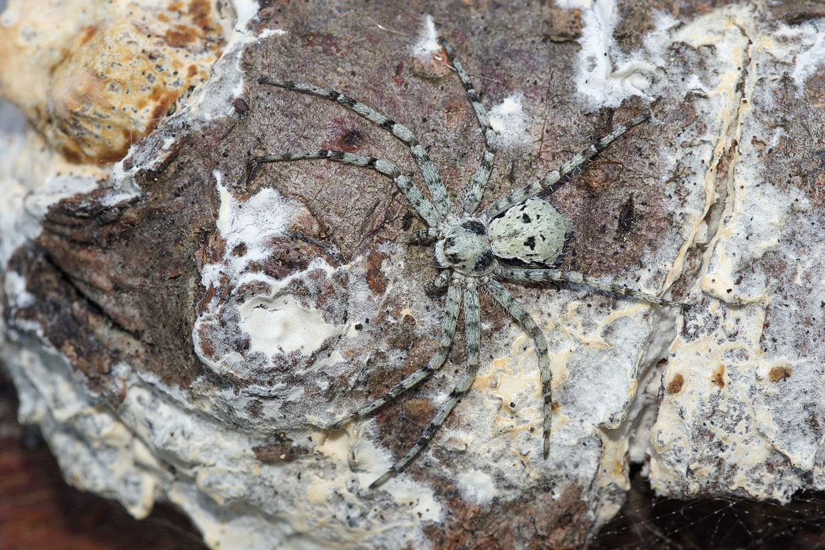 philodromus-margaritatus Großer Rindenstrecker 1.jpg