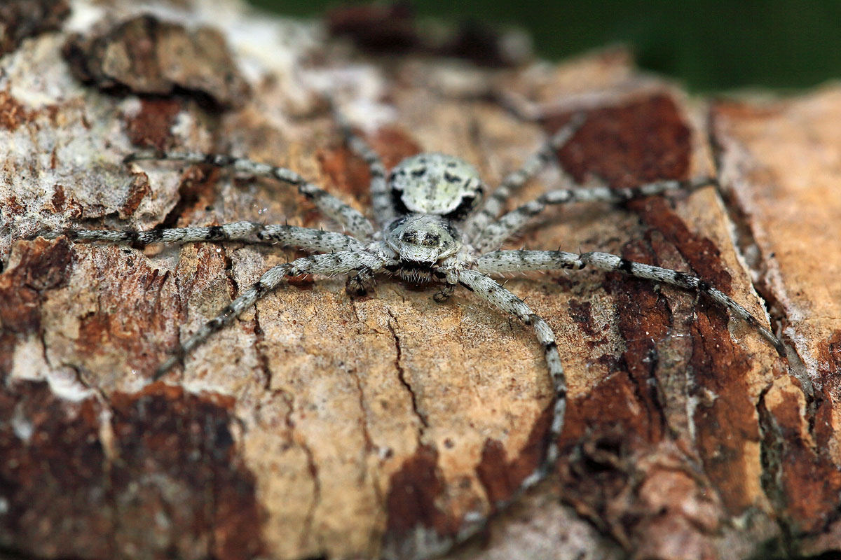 philodromus-margaritatus Großer Rindenstrecker 2.jpg