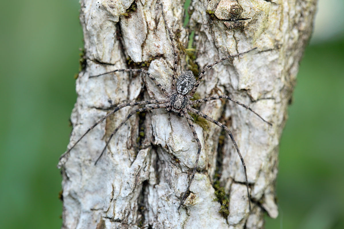 philodromus-margaritatus Großer Rindenstrecker 4.jpg