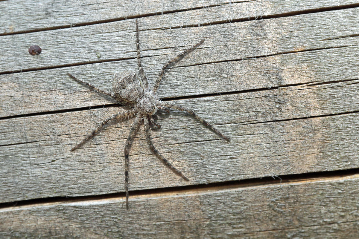 philodromus-margaritatus Großer Rindenstrecker 5.jpg