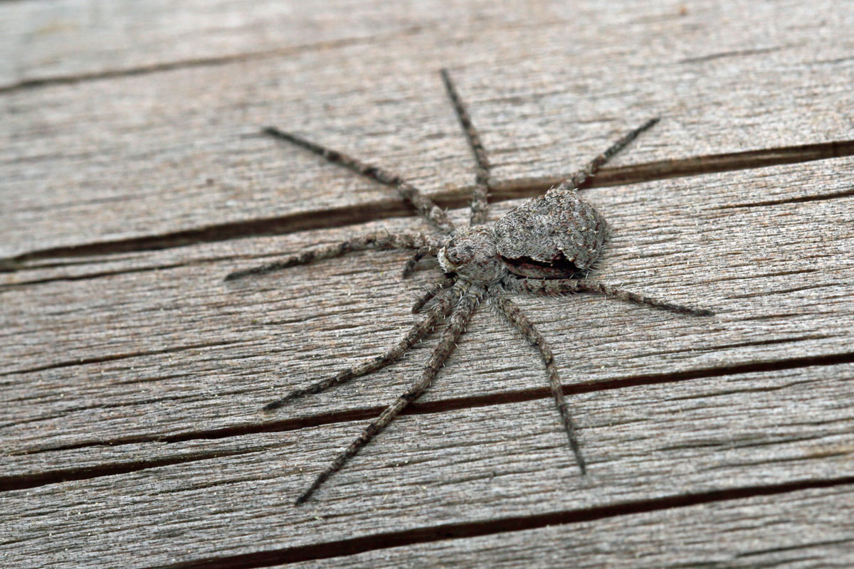 philodromus-margaritatus Großer Rindenstrecker 6.jpg