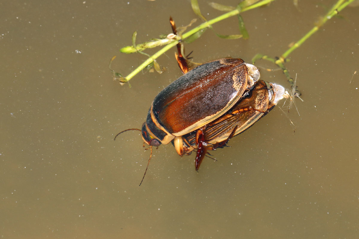 Gelbrandkäfer-Schwimmkäfer4.jpg