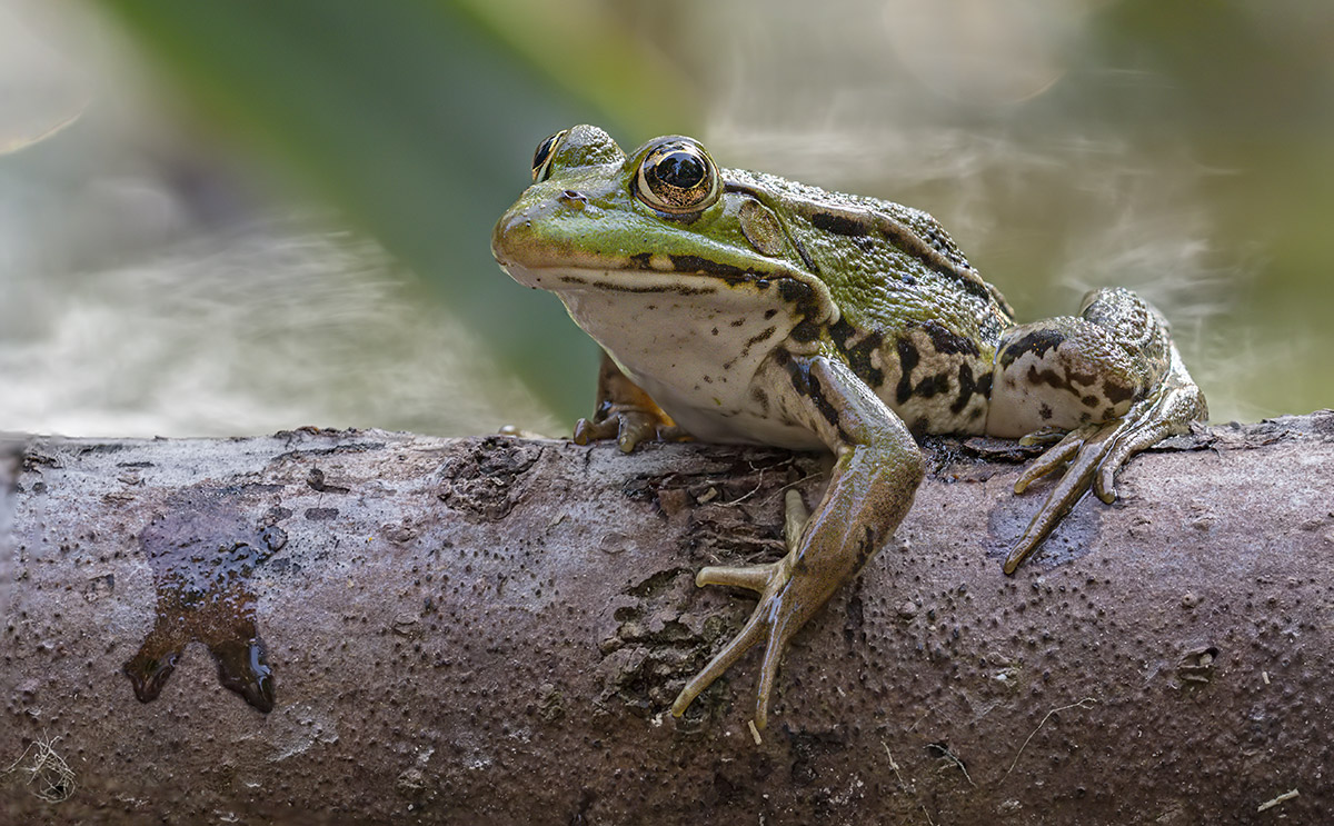 compTeichfrosch14.9.2020JonaweiherPano4;11%StackDSC1329-1351bearb.jpg