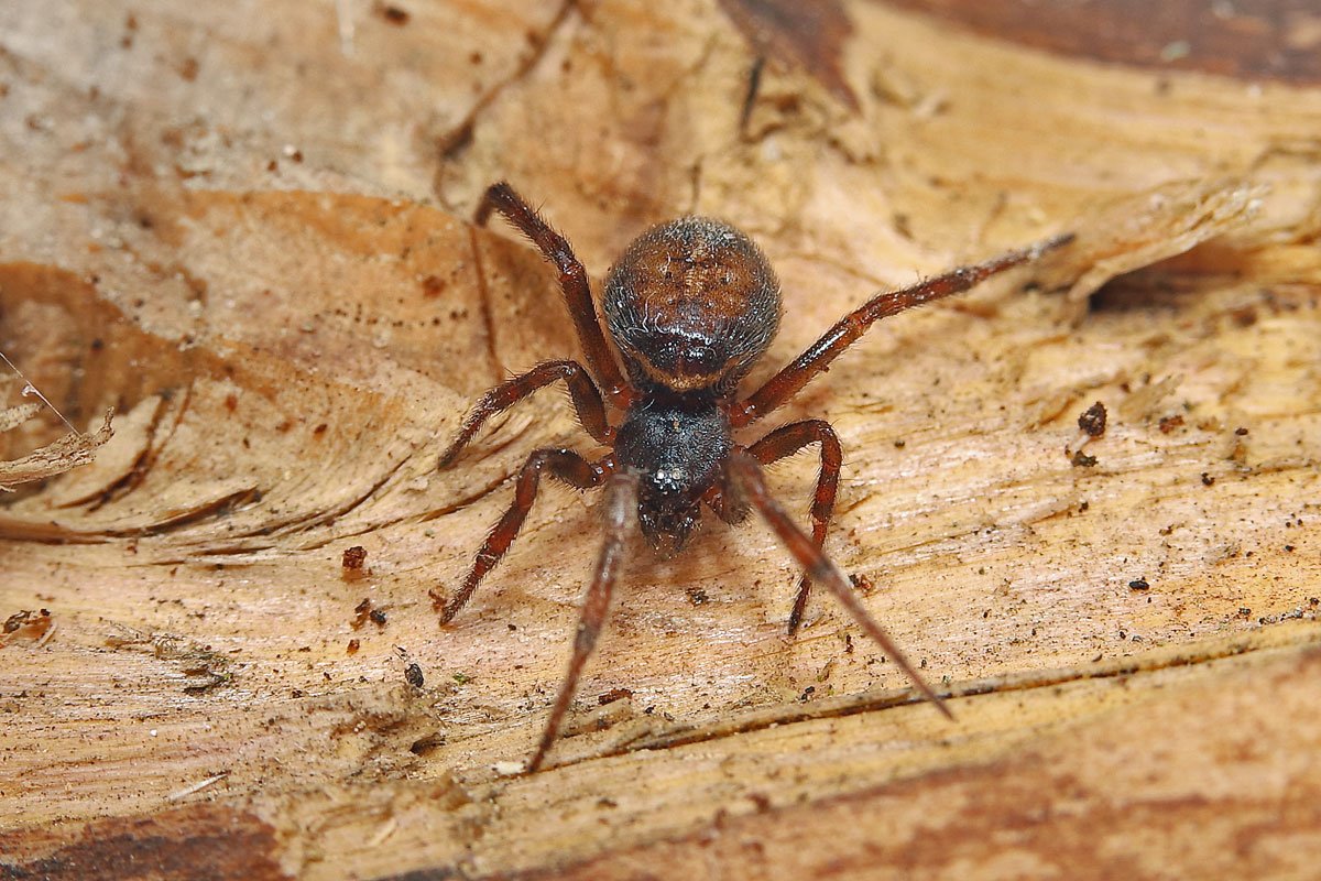 Steatoda-bipunctata w 4525abweb.jpg