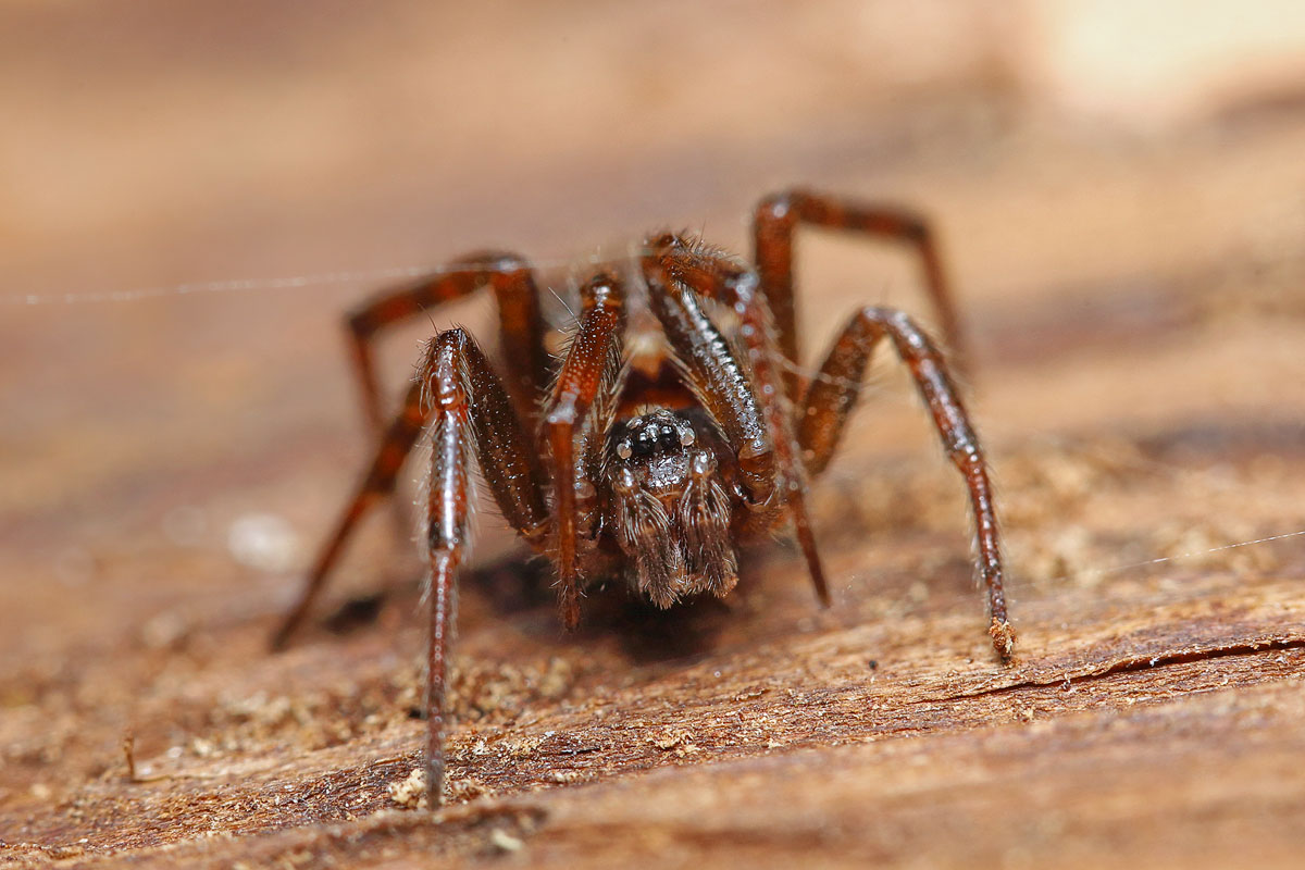 Steatoda-bipunctata w 4500abweb.jpg