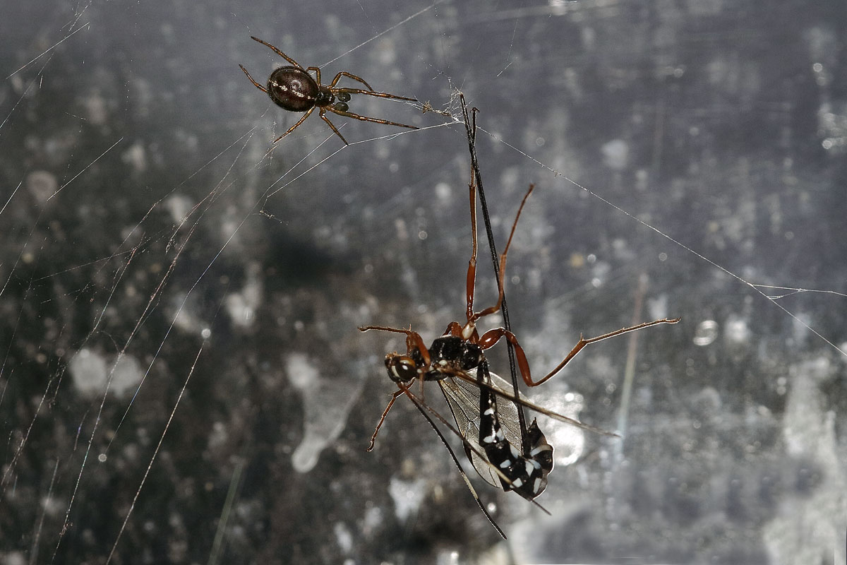 Steatoda-bipunctata m subadult.jpg