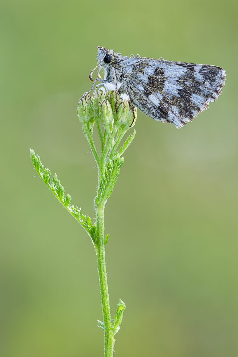 20200802-IMG_0953 ZS28 1-8 f8u10 160 100-b.jpg