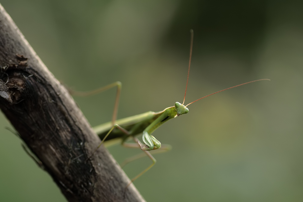 mantis-religiosa-r2.jpg