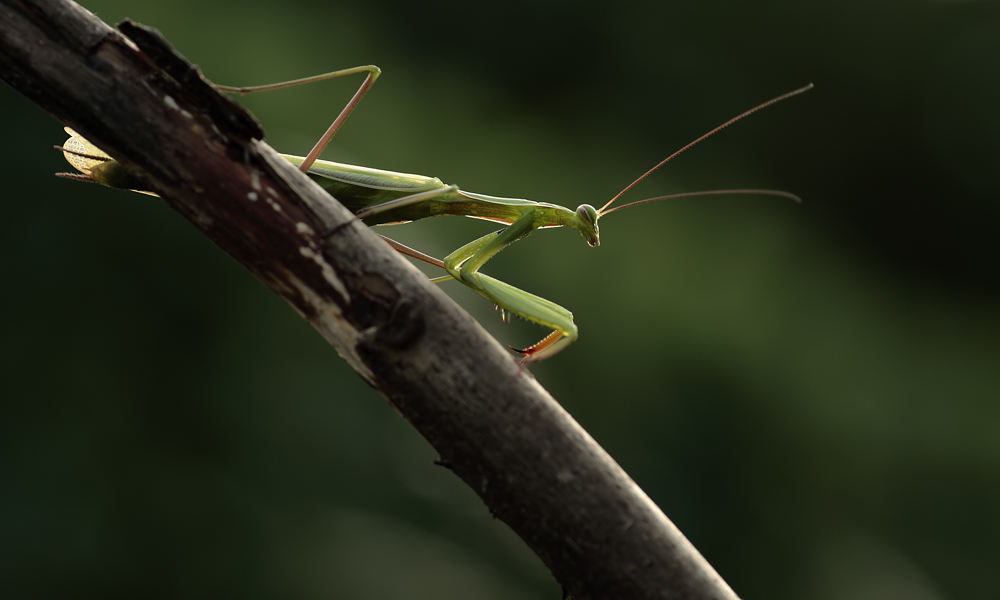 mantis-religiosa-r.jpg