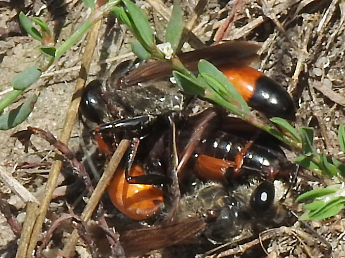 Bieberaue 190823 Heuschreckensandwespen kämpfend DSCN2637pse A 700px.jpg