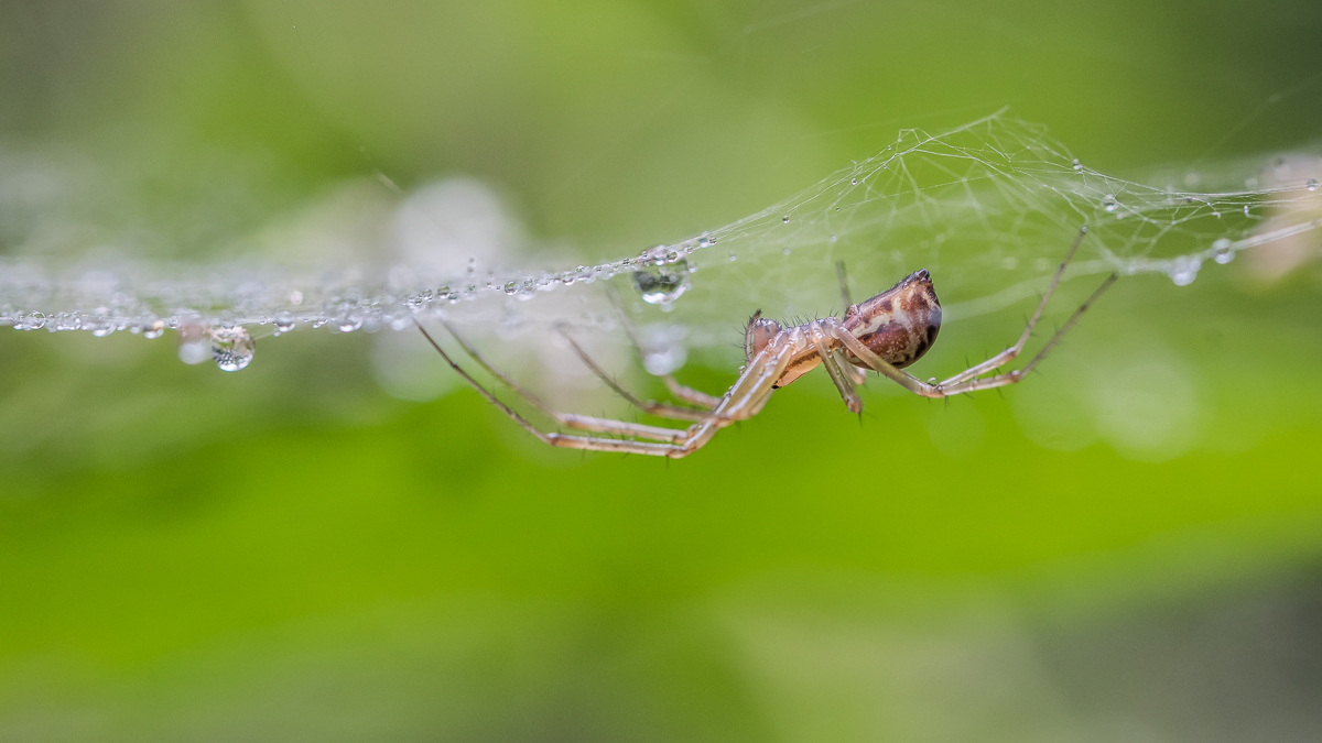 IMG_6151_Baldachinspinne_ Linyphia triangularis.jpg