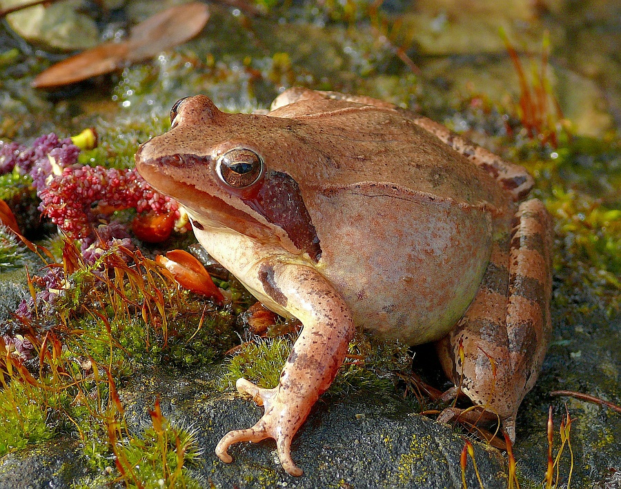 Rana dalmatina Springfrosch (86).JPG