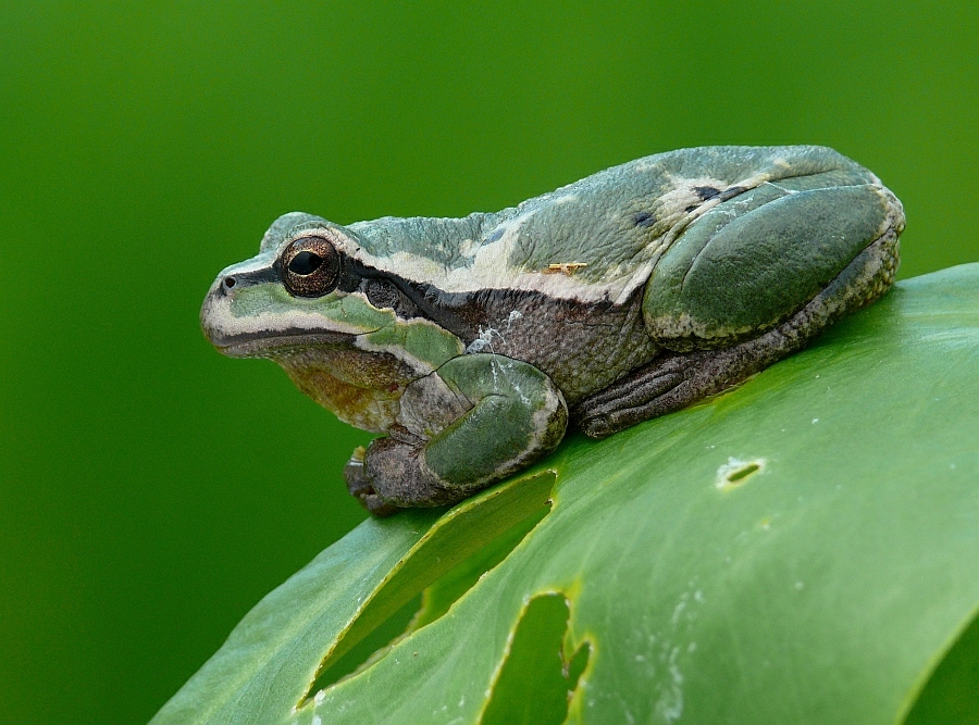 _laubfrosch_farbvarianten_7__passig_gemacht.jpg