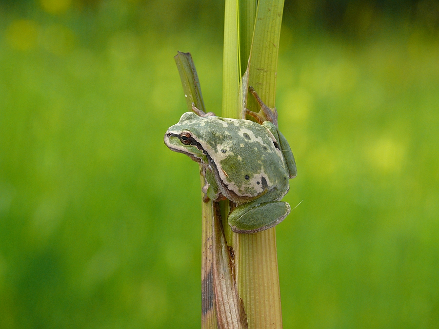 Hyla arborea Laubfrosch Farbvarianten (8).JPG