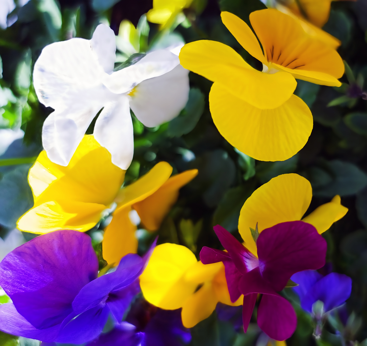 H_TPnd_WS1200_TPc_K_G_Q97.jpg
