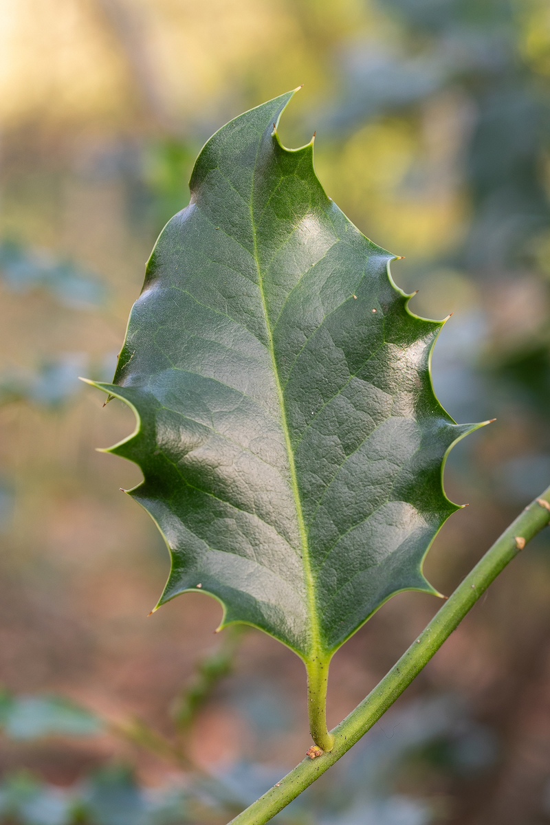 P1310008-1-2-Ilex-Einzelblatt-verkl..jpg