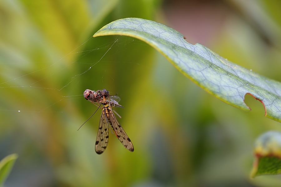 IMG_1300Skorpionsfliege3.jpg