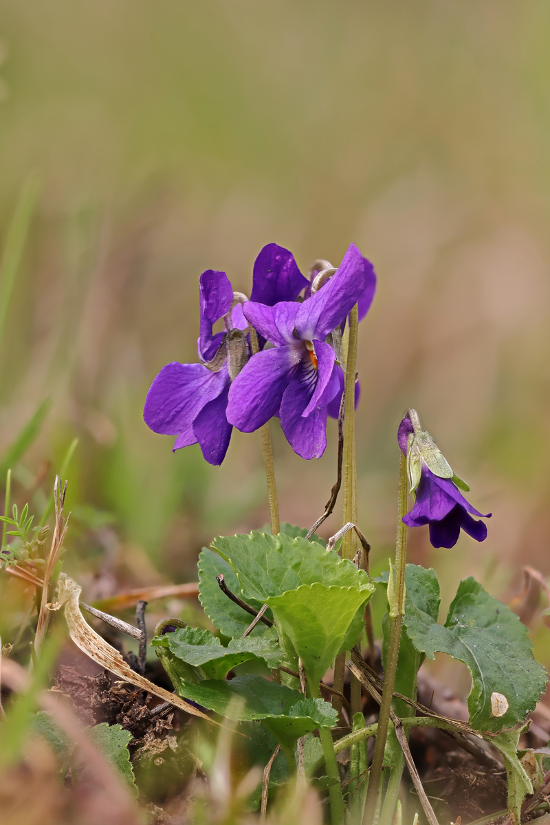 2021-03-25_12-36-48_(C_Smoothing4)_14_Bi_SHARPEN projects DENOIS projects.jpg