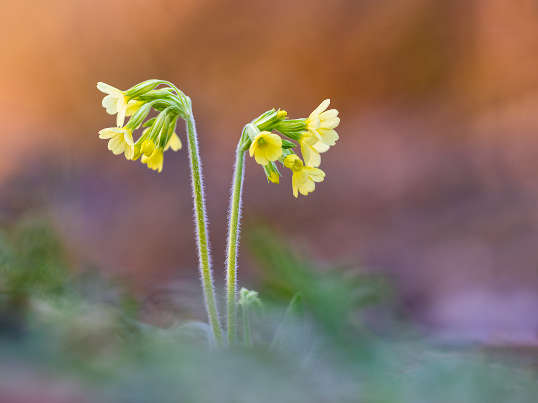 DSCF4317-Verbessert-1-2.jpg