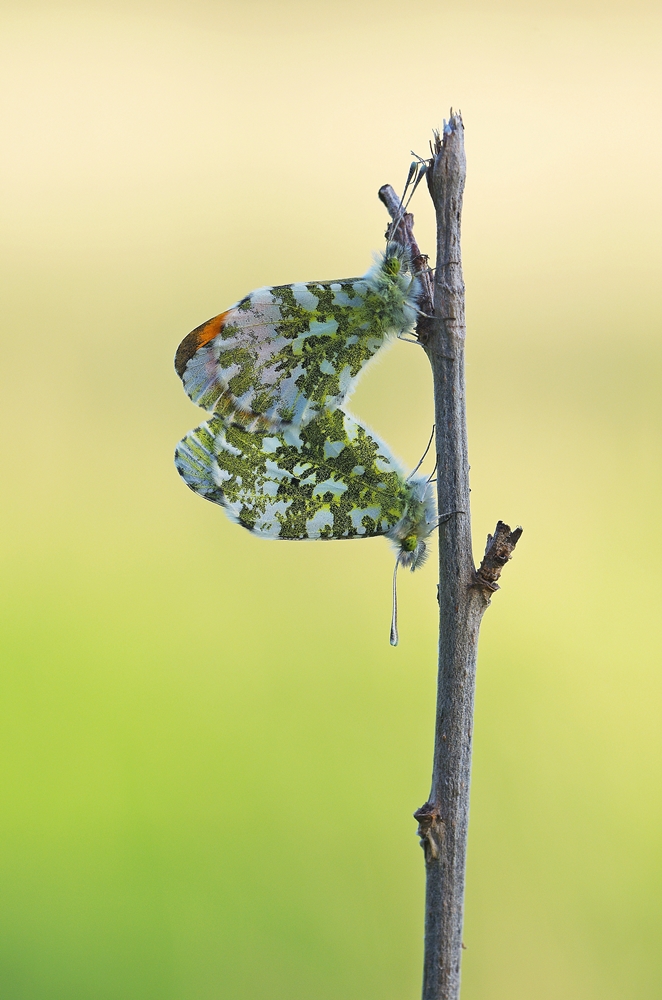 IMGP7161 orsbach a.JPG