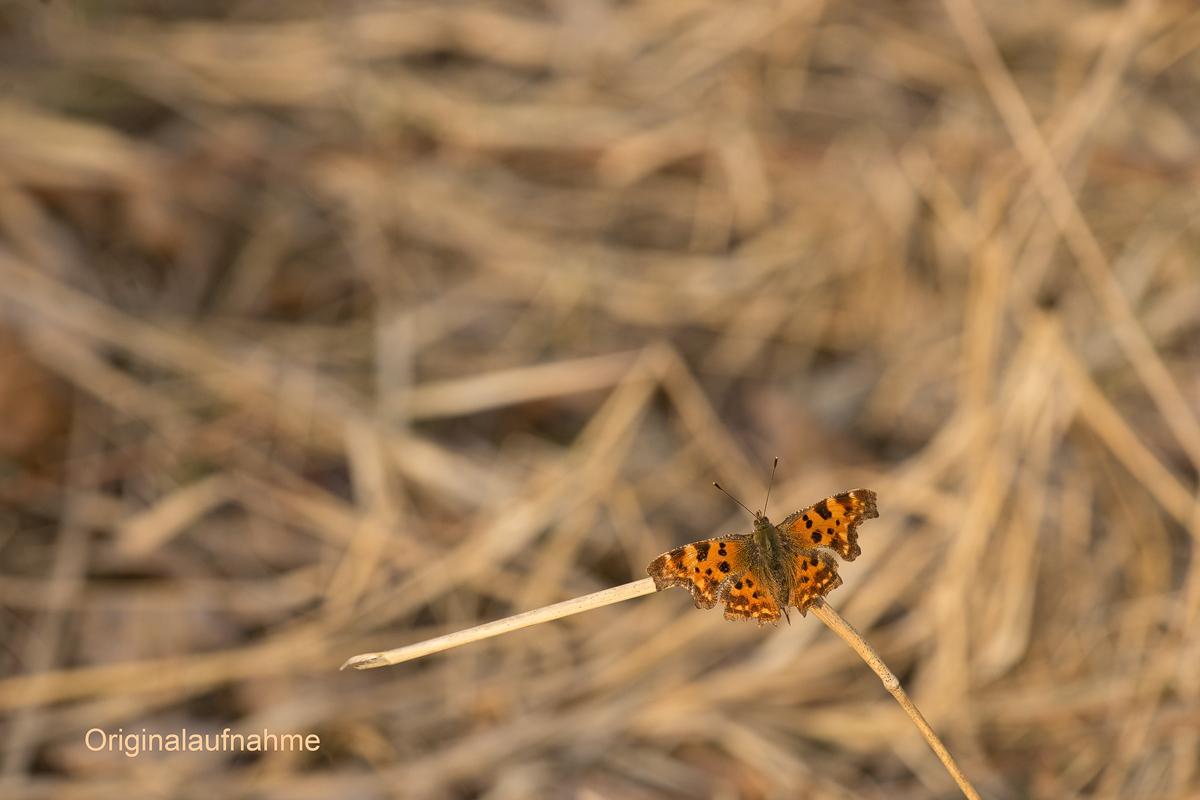 20210401-164832-(HL)-(Original).jpg