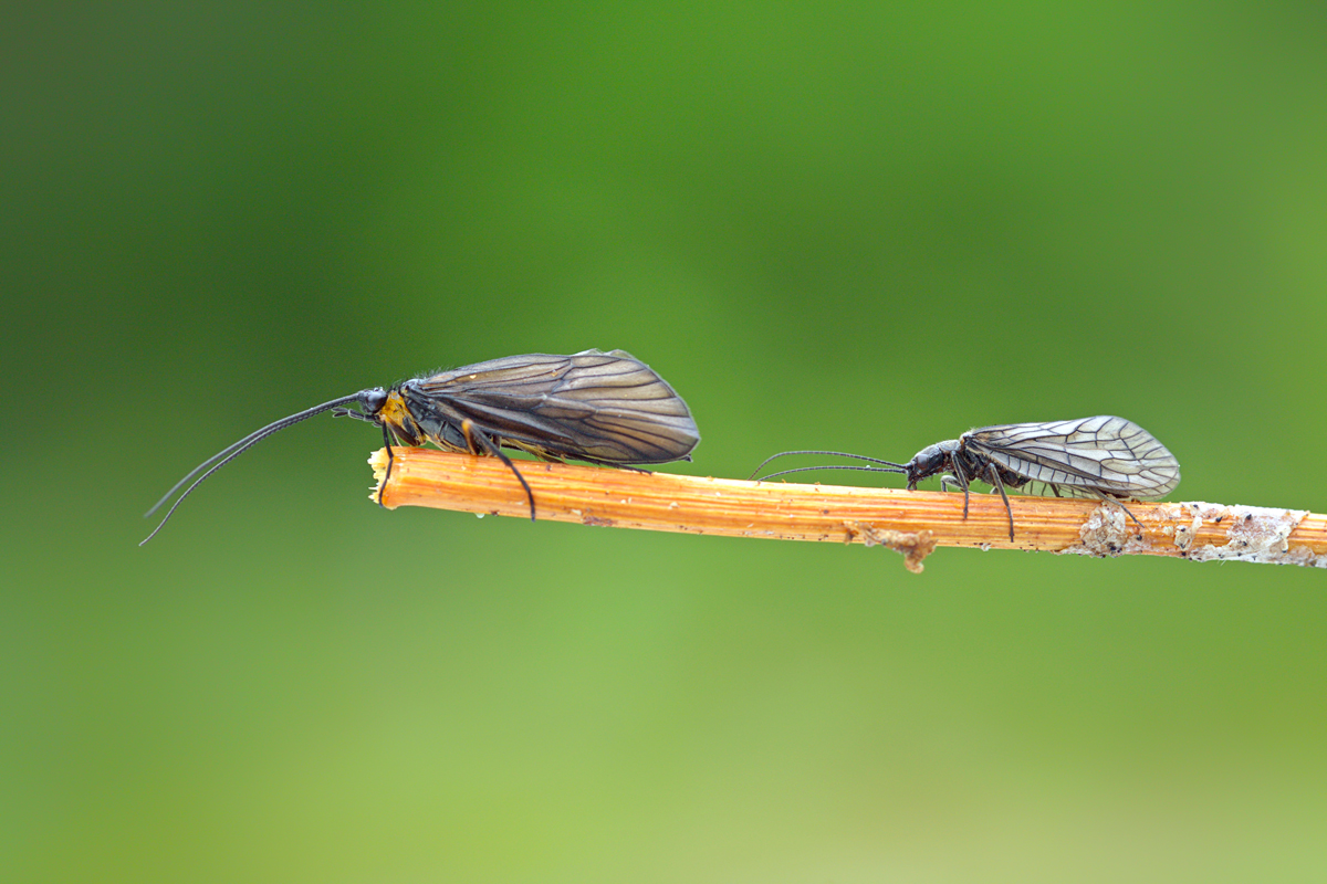 Brachycentrus montanus Köcherfliege --Schlammfliege Vergleich.jpg