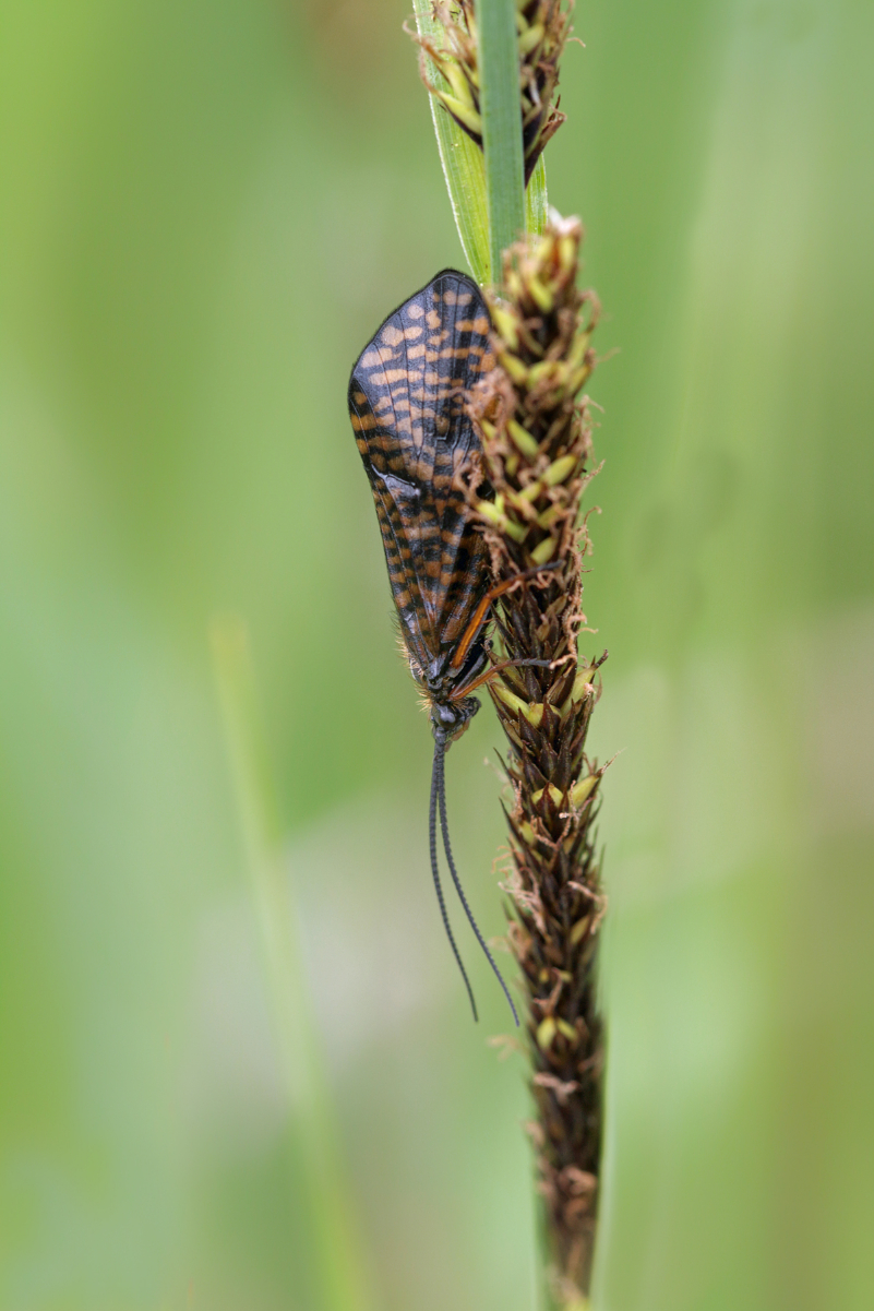 Philopotamus montanus cf Philopotamidae Köcherfliege Laufen Mai 10x  8488 4.jpg